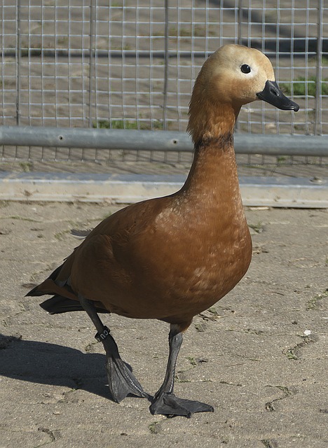 两大防守漏